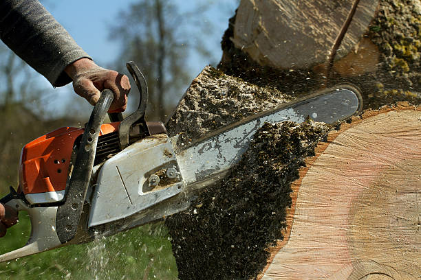 Best Stump Grinding Near Me  in Grove City, FL